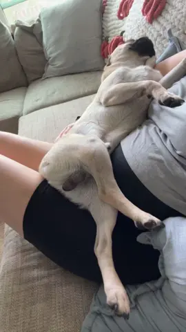 My baby will never leave my side😂💕 ##dogmom##pugsoftiktok