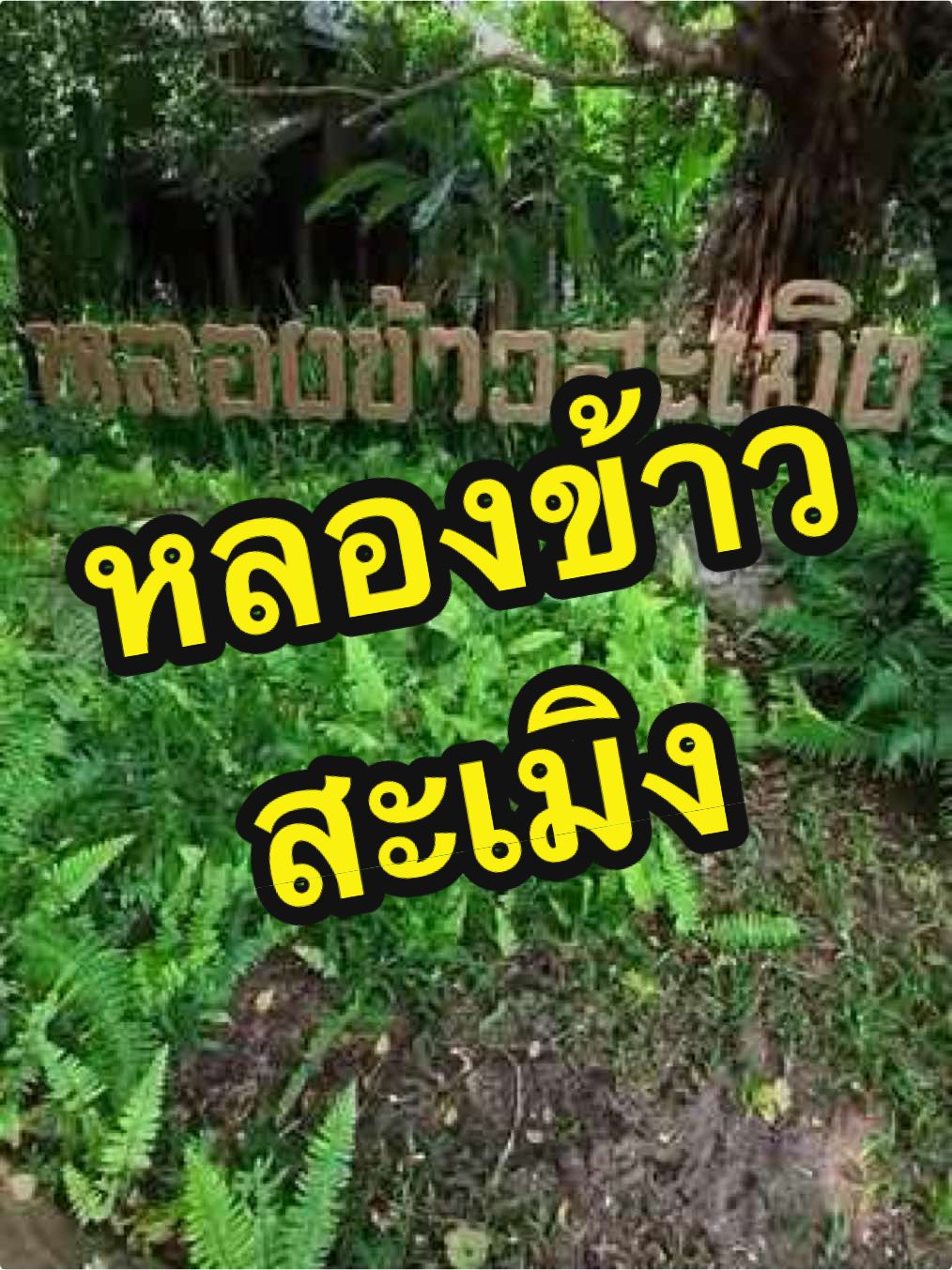 หลองข้าวสะเมิง ##บันทึกการเดินทาง #ท่องเที่ยวไทย #สะเมิงเชียงใหม่ #prachasan
