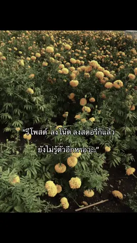 ยังไม่รู้ตัวอรก#เธรดความรู้สึก #เธรดเพลง #แอบชอบ #เปิดการมองเห็นtiktok #ฟีดดดシ 