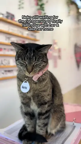 Neko is the sweetest girl…she doesn’t understand why she hasn’t found her forever home yet. Could you be the one to take her home?  Adoptable at our LA cat cafe🐱💕 #AdoptNeko #RescueCat #AdoptDontShop #CatsofInstagram #adoptdontshop                 