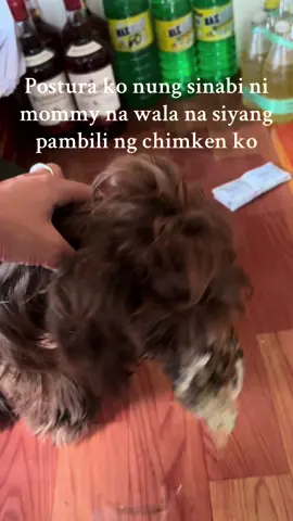 #aliandpawmily #chimkenlover #dogsofttiktok #shihtzusoftiktok #fyp 