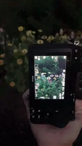 Memories of flowers #nikoncreators #nikon #longexposurephotography #flowers #photography 