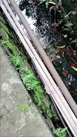 IZIN PAK YA 🫡  #security04virall 