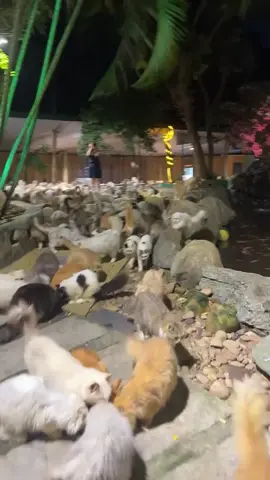 Oh my God#meow #cat #funnycat #funnycatvideos #catcutekitten 