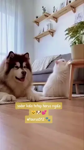 ngala aj 🐶🐱💕🐾 #reels  #fypシ  #jangkauanluasfyp  #viraltiktok  #trendingvideo 