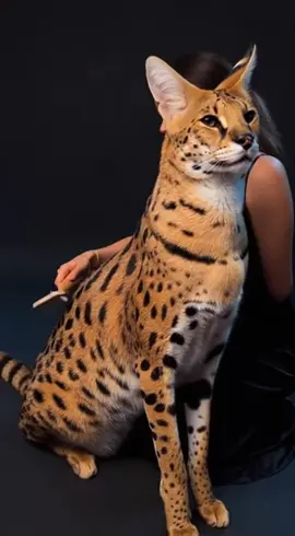 Giant F1 Savannah Cat ❤️