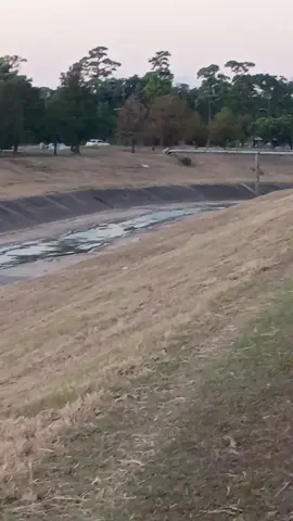 #LIVEIncentiveProgram #GoLIVEGrowFast #PaidPartnership 