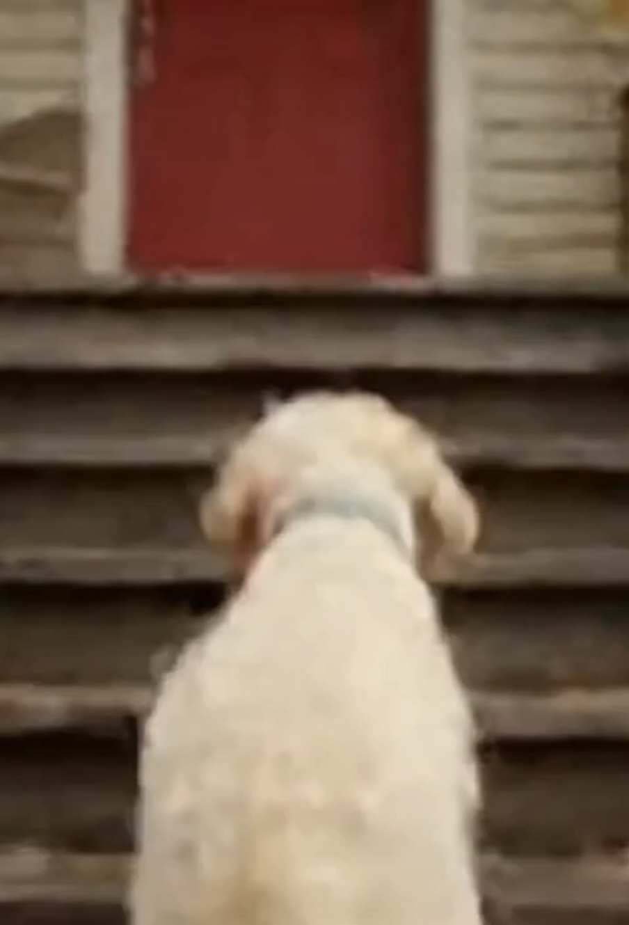 He used Hydro Pump #ai #sora #soraai #SORA2 