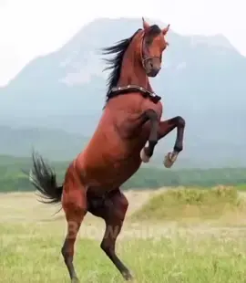 #tiktok #bisayangtiktoker #tiktokviral #creatorsearchinsights 