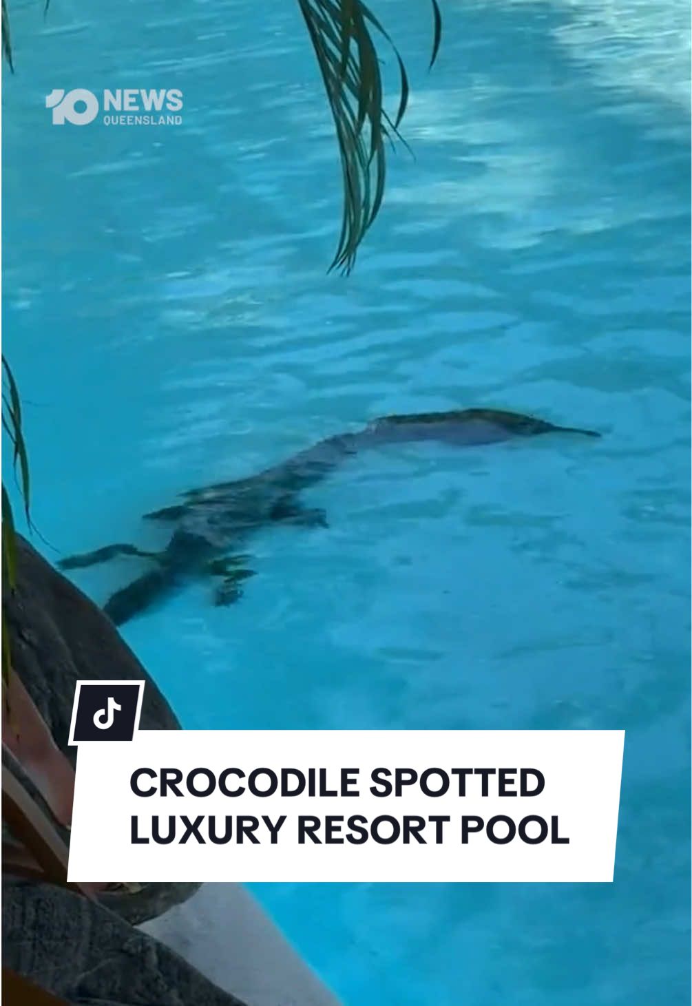 A baby crocodile has been snapped chilling out at the bottom of a pool at a luxury resort in Far North Queensland. The video posted to TikTok shows the unexpected visitor making itself at home in the lagoon-style pool at the Sheraton Mirage in Port Douglas on Saturday afternoon. It’s understood guests were advised to stay out of the water while the juvenile reptile was relocated. #10news #crocodile #qld #portdouglas #queensland 
