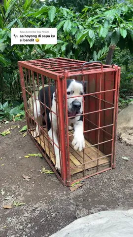 Membalas @Aka Pitbull hallo css😂😂#fyp #hiparujawabarat #dugongbersatu🐕 #bullterrier #fy 