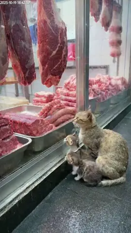 kedilerin karnı çok aç #cat #keşfet #cute 