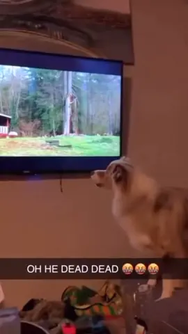 Dogs scared byTV#funnydogs #funnypets #funnyanimals #funnydog #funnypet    