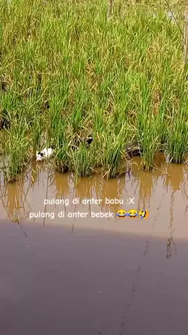 kucing pulang di anter bebek#kucing#fyppppppppppppppppppppppp