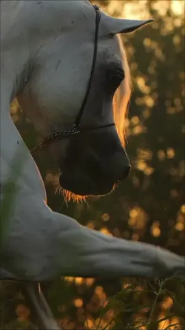 #فهد_سعد_الخيل_فتنة_خيال❤️_🐎 #الرياض❤️ #بطولات_جمال_للخيل #الخيل_عشق_لاينتهي🐎❤️اذكرو_الله_ #خيل_وخياله🐎🖤ماشاءالله_اللهم_بارك🧿♥️ 