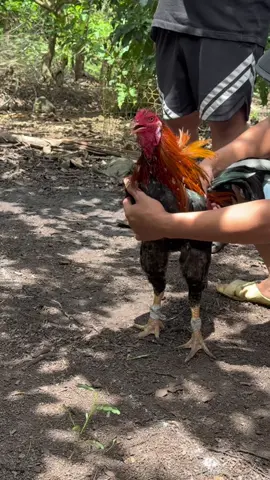 Giúp gà ae tỉnh táo , lanh lẹ #ganoi #dammega #gatre #yeudongvat 