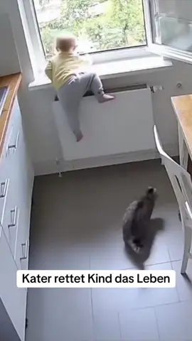 Cats protect children 🐱#funny #cat #funnyvideos #fpy #usa #ai 