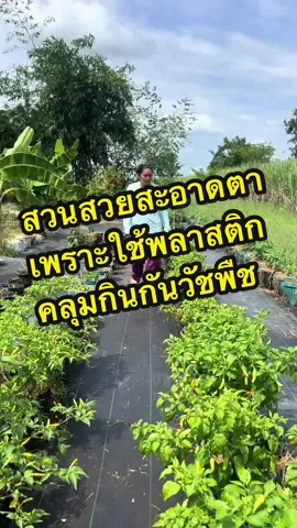 ตอบกลับ @ประดษฐ ฉายแสง602 เหมียวใช้พลาสติกคลุมดืนกันวัชพืชในการปูจัดสวนผักเพื่อกันหญ้าและวัชพืช ทำให้สวนดูสวยสะอาดสะอ้าน #พลาสติกคลุมดิน #พลาสติกคลุมดินกําจัดหญ้า #ผ้าคลุมดินกําจัดวัชพืช #ผ้าคลุมดิน #ผ้าคลุมดินกําจัดหญ้าและวัชพืช  