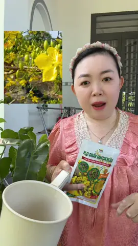 Kích nụ mai vàng #diemmy_taphoa 