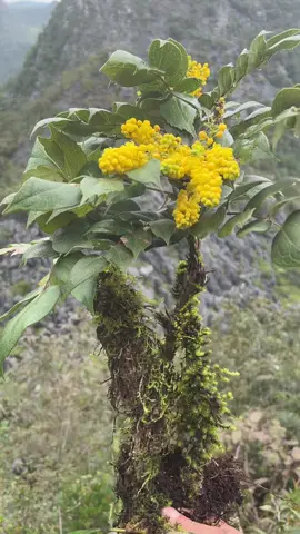 cây mật gấu đang vào mùa hoa