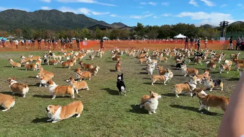 Find me if you can! Winner gets a treat 🤣😉 #corgi  #corgisoftiktok 