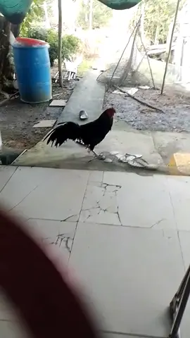 ngày nào cũng cang 2 thằng này qín lộn #xuhuongtiktok #congdongtiktok 