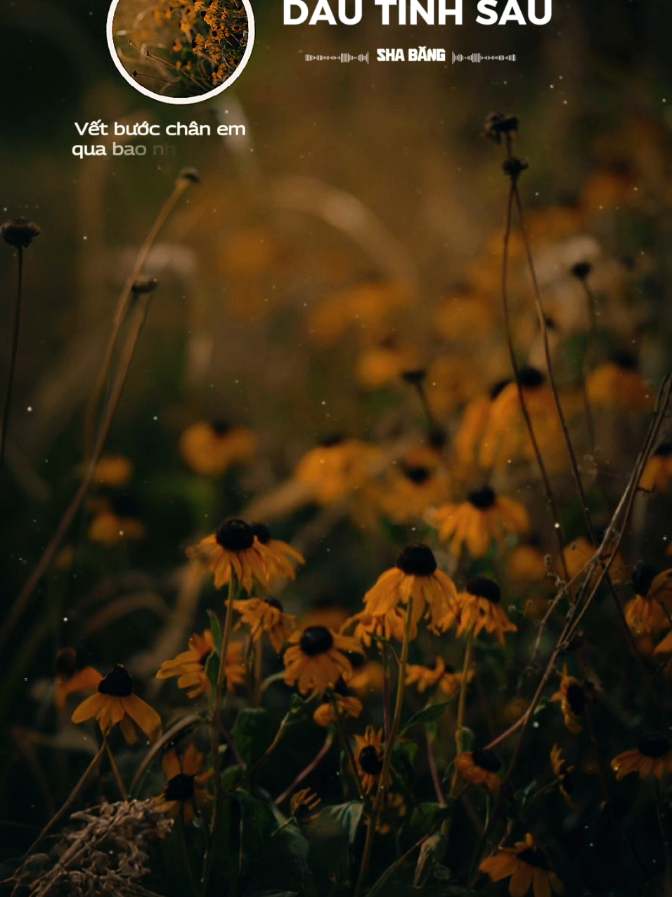 Dấu Tình Sầu _ Sha Băng  #nhacvang  #nhactrutinh  #nhactamtrang  #nhachaymoingay  #amnhacvacamxuc 