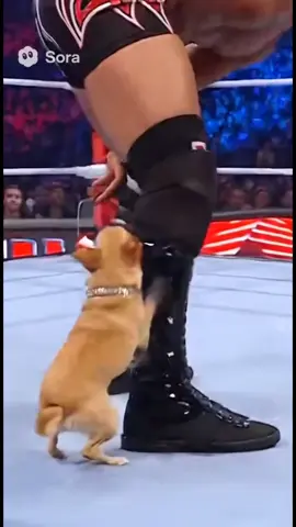 #fierrolais #WWE #chihuahua 