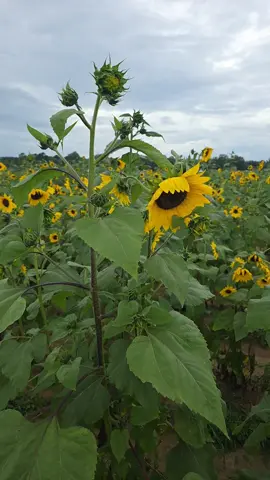 🌻🌻🌻🌻🫶🏽 Most beautiful walk EVERRRRRR💜🌻💜 @krystaldemoulin #fypシ #sunflowers #MYHEART #myfavorite #louisiana 
