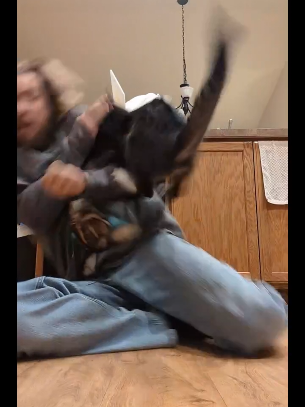#tiktoklive #livehighlights  Dad you're getting it now.  #cats #car #catsoftiktok 