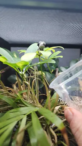 I miss them being this small!  #reptiletiktok #reptilelover #avexotics #pantherchameleon 