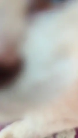 Makan-makan dan santai-santai dikawasan terbuka.  Dua aktiviti wajib mereka semua setiap pagi sesudah keseluruhan kawasan dibasuh dan dalam fasa pengeringan.  #cats #catvideos #catsoftiktok #bustanakucingperlis #justiceforzara 