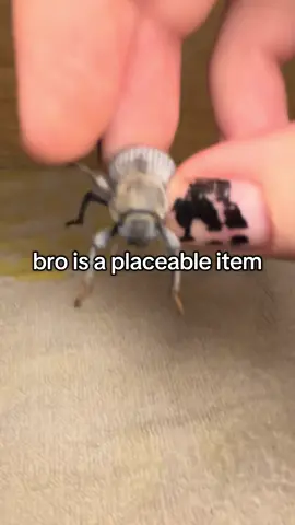 does he know he's alive #bug #entomology #petbugs #silly 