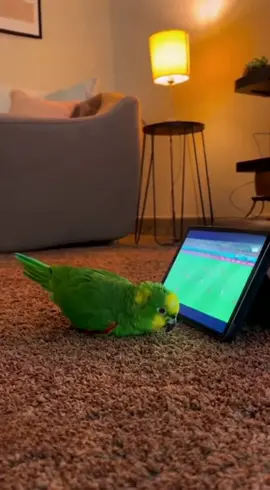 #flamengo#papaguai #rells #futebol 