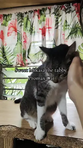 sweet Mikasa 🐾🤣🐈☔