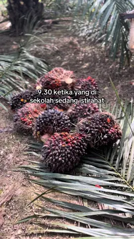 #fyp #petaniindonesia🇮🇩🇮🇩🇮🇩🌿🌿 #petanimuda #petanisawit 