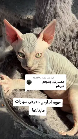 الرد على @ha_sh9.7 #الشعب_الصيني_ماله_حل😂😂 