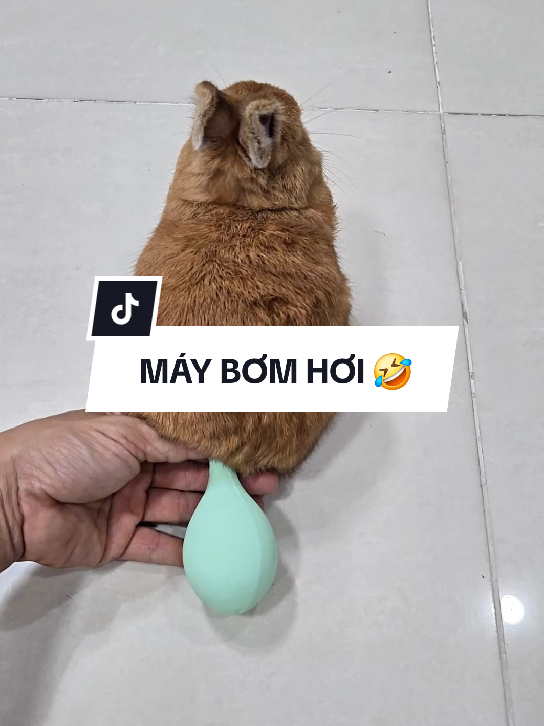 Máy bơm bong bóng chạy bằng cỏ này xịn lắm 🤣 #thohalanlun #rabbit #bunny #tho #ND 