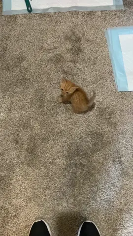 Butters says give me more food Mom!! And not to fret, I served him immediately after ending this video🥰🥰  #cats #Catsoftiktok #orangecat #kitten #orangecatbehavior 