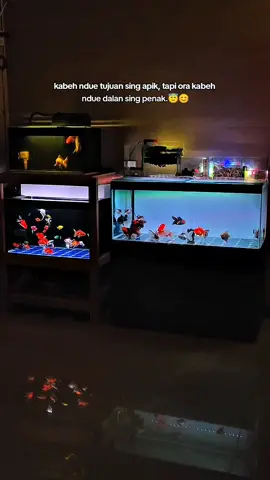 #A3FISH #ikankoki #orandagoldfish #orandafish #aquarium 