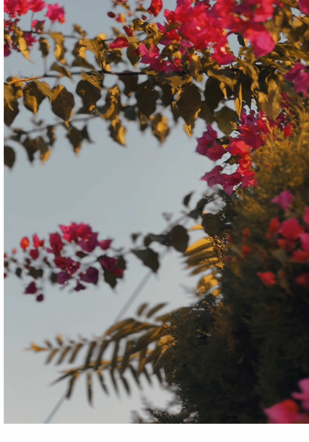 🥺❤️‍🩹….#fyp #viral_video #lines💔 #foryoupage #1millionaudition 