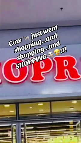 Cow 🐄 just went shopping...and shopping...and SHOPPING 🐮😂 #shoprite #Enugu . #CowGoneWild #ShoppingSpree #relatable 