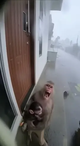 Terrifying Moment: Monkey Mother Cries in the Hurricane! 😥😥😥 #monkey #animalrescue #helpme #storm #money 