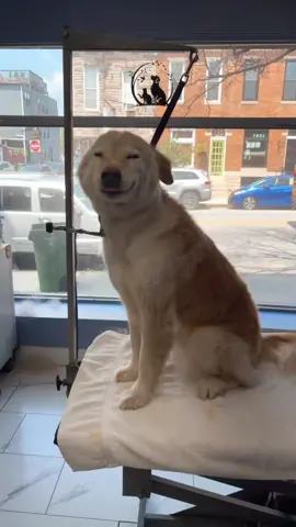 Have you ever seen a dog smile?😊 Meet Koda, such a sweet girl golden retriever mix loves to smile 😊😊😊 #fyp #dmv #dogroomer #dogs #goldenretriever 