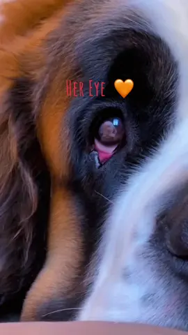 Her Eye ! #dog #