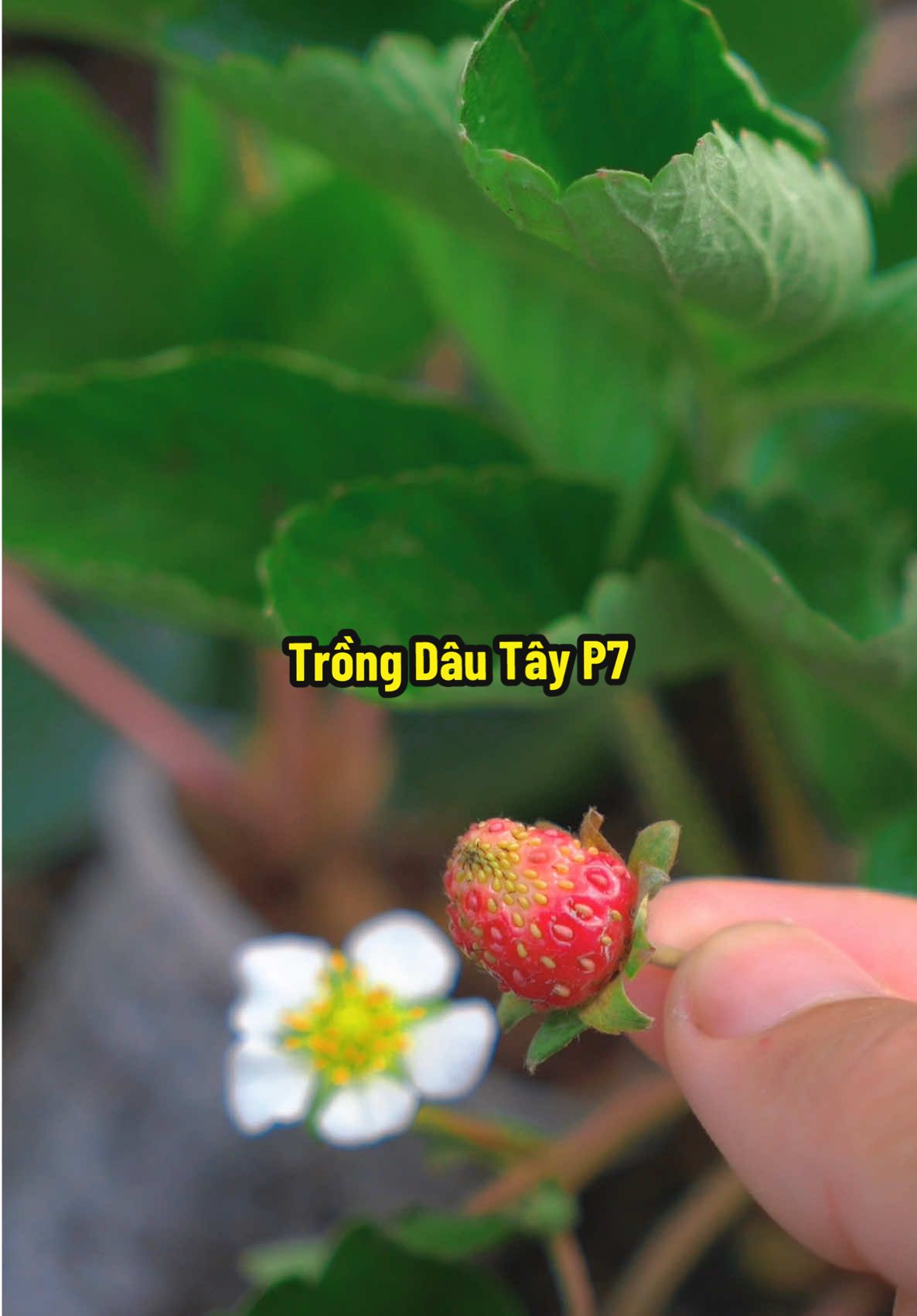 Trồng Dâu Tây Ngoài Trời Có Được Hông #hienonha #dautay 