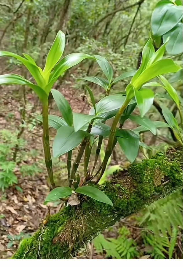 Mẹ thiên nhiên nuôi dưỡng chúng thật tốt #hoalanrung #hoalankieu #dendrobium 