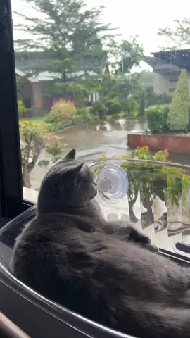 sarap naman tambay ni seven 😻 #raining #floatingbed #forcat #bsh 