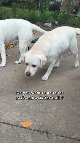 ✨The Pancake Crew✨TPD: The Pancake Diaries✨ STOP TALKING DIRTY TO ME ✨ #thepancakecrew #dogsoftiktok #labrador #dog #dogmom 