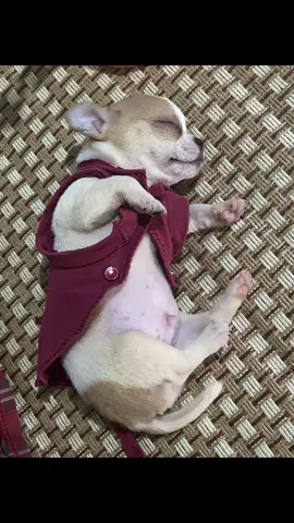 Tưởng đang chơi búp bê hk á chời 😅ẻm said bà muốn lm dì lm đi tui ht chịu nỏi r 🤣🤣##xuhuongtiktokk #yeucun #chihuahua #tiktok 